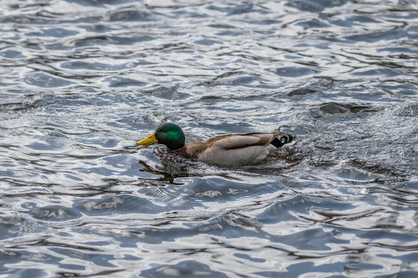Gros Plan Canard Drake Nageant Dans Eau Lac Plumage Brillant — Photo