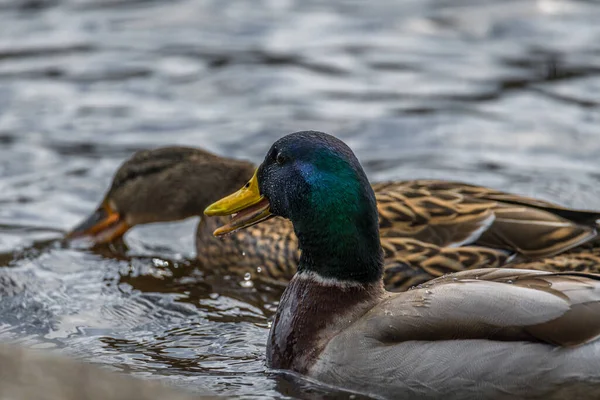 Gros Plan Canard Drake Nageant Dans Eau Lac Plumage Brillant — Photo