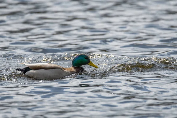 靠近一只在湖中游泳的鸭鸭 它的羽毛闪烁着五彩斑斓的光芒 — 图库照片