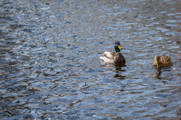 Close Duck Drake Swimming Water Lake Shimmering Colorful Shiny Plumage — ストック写真