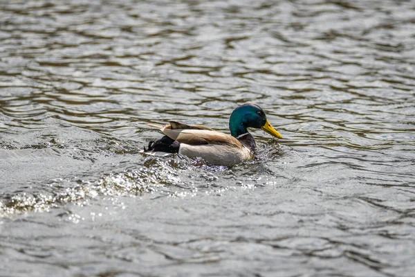 Gros Plan Canard Drake Nageant Dans Eau Lac Plumage Brillant — Photo