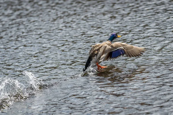 与攻击者在湖中的斗鸭竞争和领土之争 败北者逃跑 — 图库照片