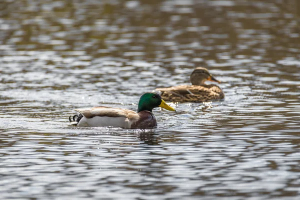 Dekat Bebek Dan Drake Berenang Dalam Air Danau Dengan Berkilauan — Stok Foto