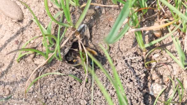 Footage Ground Bees Females Males Ground Reproduction Love Play Ground — Video