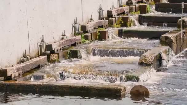 Záběry Vodních Her Vodního Schodiště Pro Ryby Lázeňském Jezeře Grafenau — Stock video