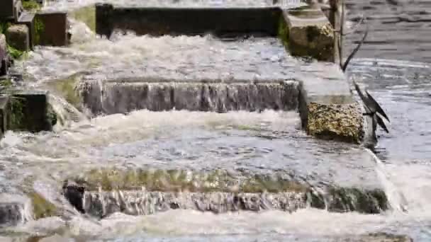 Filmagem Jogos Água Uma Escadaria Água Para Peixes Lago Spa — Vídeo de Stock