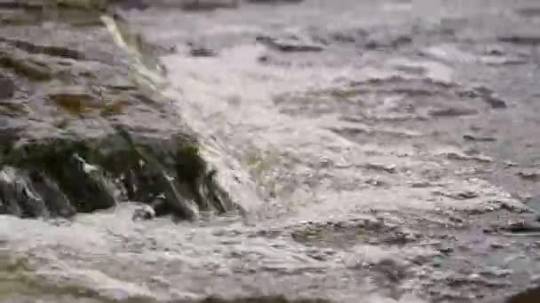 德国巴伐利亚森林格拉法瑙温泉湖中鱼类水上运动楼梯的镜头 — 图库视频影像