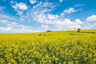 Regensburg yakınlarındaki Yukarı Palatinate 'de sarı çiçek açan tecavüz sahası Winzer tepeleri üzerinde mavi gökyüzü ve yazları bulutlar, Almanya