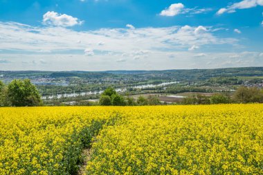 Regensburg yakınlarındaki Yukarı Palatinate 'de sarı çiçek açan tecavüz sahası Winzer tepeleri üzerinde mavi gökyüzü ve yazları bulutlar, Almanya