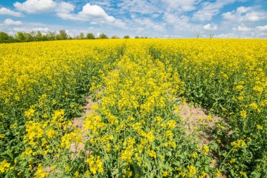 Regensburg yakınlarındaki Yukarı Palatinate 'de sarı çiçek açan tecavüz sahası Winzer tepeleri üzerinde mavi gökyüzü ve yazları bulutlar, Almanya