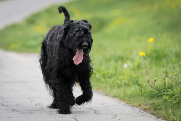 Giant Schnauzer Dog Black Shaggy Fur Tongue Running Summer Road — Stockfoto