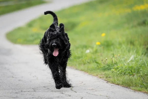 Siyah tüylü ve dilli dev bir Schnauzer köpeği yazın Almanya 'da çimenli bir çayırda koşuyor.