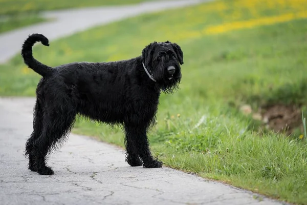 Giant Schnauzer Dog Black Shaggy Fur Tongue Running Summer Road — Stockfoto