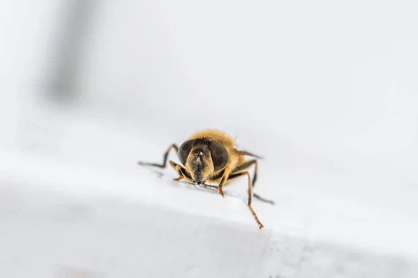 ドイツの白い木製の梁の上に座っている春に蜂の詳細なマクロショット — ストック写真