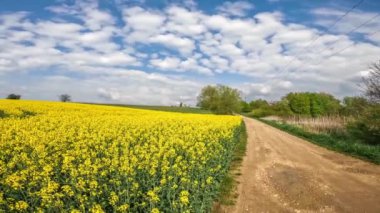 Güneşli bir bahar gününde, Regensburg Almanya yakınlarında mavi gökyüzü ve beyaz gökyüzü ile bir tecavüz tarlası görüntüsü