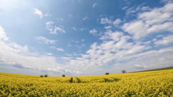 Záběry Pole Znásilnění Regensburgu Německu Slunečného Jarního Dne Modrou Oblohou — Stock video