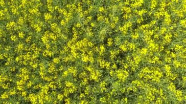 Bir İHA 'nın görüntüsü. Sarı çiçekli tecavüz alanı. Regensburg yakınlarındaki Yukarı Palatinate' de. Winzer Tepeleri 'nde.