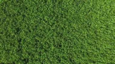 Bir İHA 'nın görüntüsü. Sarı çiçekli tecavüz alanı. Regensburg yakınlarındaki Yukarı Palatinate' de. Winzer Tepeleri 'nde.