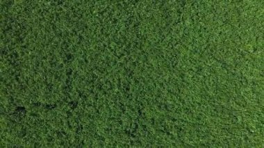 Bir İHA 'nın görüntüsü. Sarı çiçekli tecavüz alanı. Regensburg yakınlarındaki Yukarı Palatinate' de. Winzer Tepeleri 'nde.