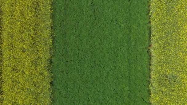 Beelden Van Een Drone Geel Bloeiend Verkrachtingsveld Landschap Oberpfalz Bij — Stockvideo