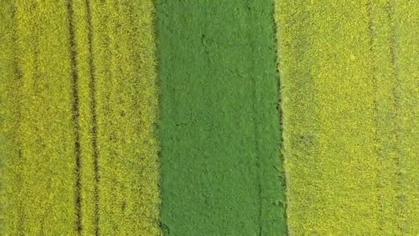 Bilder Drönare Gula Blommande Rapsfält Landskap Övre Pfalz Nära Regensburg — Stockvideo