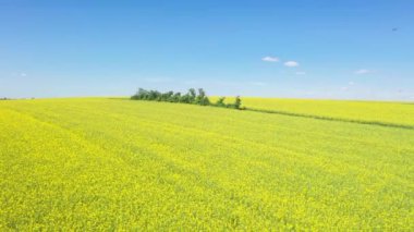 Bir İHA 'nın görüntüsü. Sarı çiçekli tecavüz alanı. Regensburg yakınlarındaki Yukarı Palatinate' de. Winzer Tepeleri 'nde.