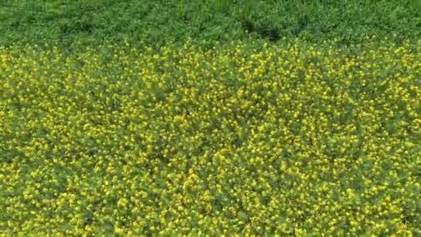 Aufnahme Einer Drohne Gelb Blühende Rapsfelder Der Oberpfalz Bei Regensburg — Stockvideo