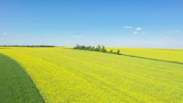 Filmagem Drone Paisagem Campo Colza Flores Amarelas Palatinado Superior Perto — Vídeo de Stock