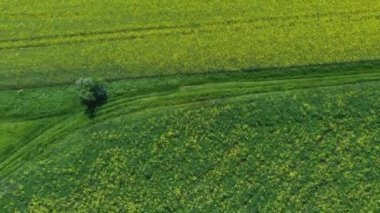 Bir İHA 'nın görüntüsü. Sarı çiçekli tecavüz alanı. Regensburg yakınlarındaki Yukarı Palatinate' de. Winzer Tepeleri 'nde.