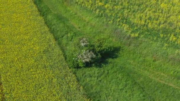 Filmato Drone Paesaggio Fiorito Giallo Del Campo Colza Nell Alto — Video Stock