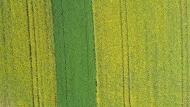 Images Drone Paysage Champ Colza Fleurs Jaunes Dans Haut Palatinat — Video