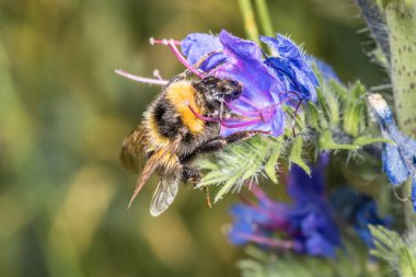 Baharda mavi çiçekli bir çiçek Bal Toplayan yabanarısı ile bir bahçe çayırında, Almanya