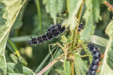Tavus kuşu kelebeğinin kara tırtılı yeşil bir yaprak üzerindeki ısırgan otu vahşi Almanya 'da bir bahçede.