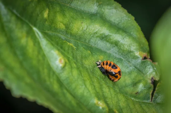 Pupa Uma Joaninha Asiática Uma Folha Verde Uma Árvore Natureza — Fotografia de Stock