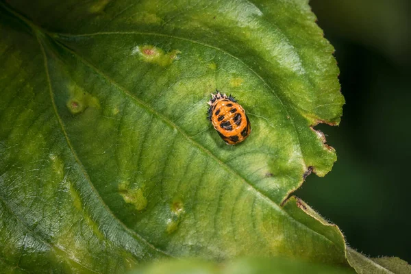 Pupa Asian Ladybug Green Leaf Tree Nature Germany — Stock Photo, Image