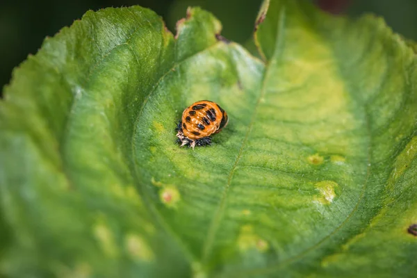 Pupa Asian Ladybug Green Leaf Tree Nature Germany — Stock Photo, Image