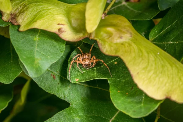 Spindel Lurar Efter Byte Mellan Löv Från Ett Träd Äter — Stockfoto