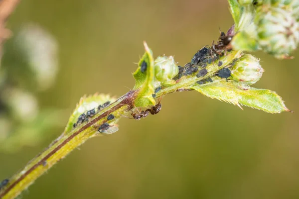 Las Hormigas Protegen Pastoreo Ordeño Pulgones Una Planta Naturaleza Alemania — Foto de Stock