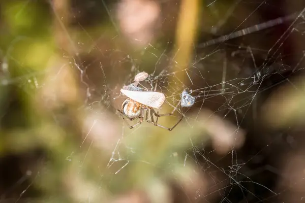 Павук Павутинні Їдає Пташенячу Курку Зловлену Павутині Німеччина — стокове фото