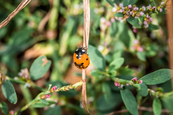 Ladybug Sitting Blade Grass Flower Meadow Summer Germany — Stock Photo, Image