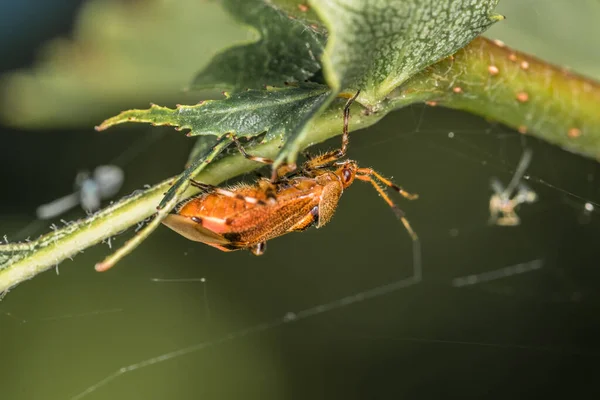 Escarabajo Cuerpo Suave Color Naranja Rojo Marrón Cuelga Tallo Una — Foto de Stock