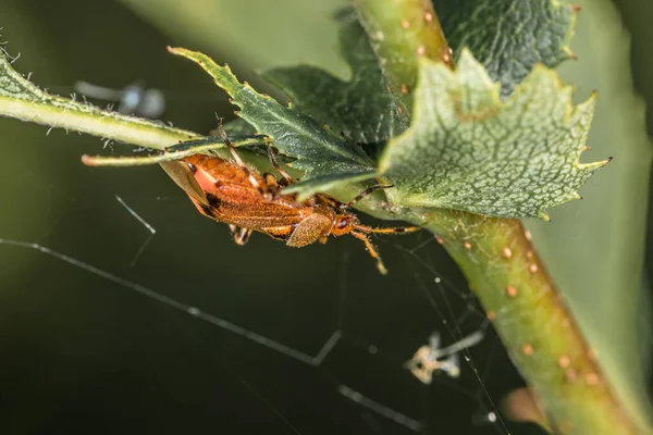 Escarabajo Cuerpo Suave Color Naranja Rojo Marrón Cuelga Tallo Una — Foto de Stock