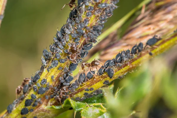蚂蚁在自然界的植物上守护着牧群和挤奶蚜虫 免版税图库照片
