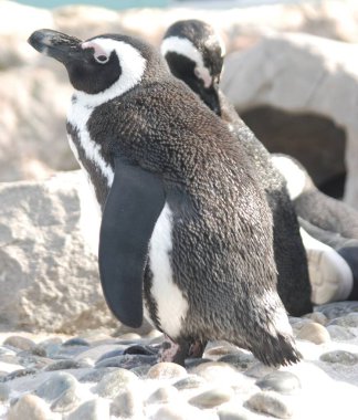 Güney Afrika Pengueni Gizemli Akvaryumda