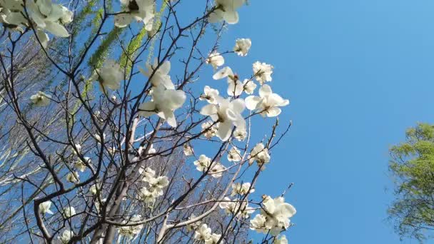 Весняні Білі Квіти Вітрі — стокове відео