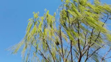 Söğüt ağacı rüzgarda dalgalanıyor.