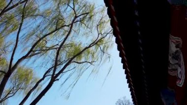 Baharda Pekin 'de Shichahai söğüdü Çin klasik saçağında