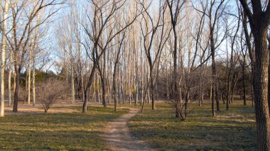 Pekin, Çin 'deki Olimpiyat Parkı manzarası. İlkbaharın başlarında ağaçlar tomurcuklanıyor. Park ücretsizdir ve birçok insan egzersiz yapmak için buraya gelir. Parktaki ağaçlara bak..