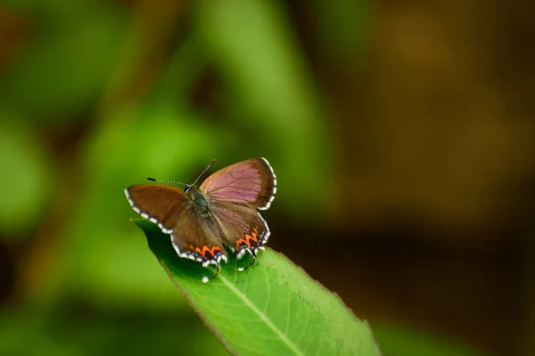 Kelebek ormanda kanatlarını açar, Heliophorus sena, safir kelebeği, Mandi, Himachal pradesh, Hindistan