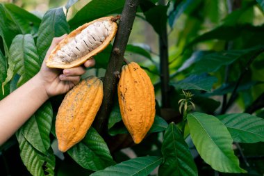 Büyük bir kakao çiftçisinin elindeki parlak sarı kakaonun beyaz posası Tayland çiftliği çiftliğinde olgunlaşıyor. Taze yeşil yaprak arkaplanı Metin için boşluk var.